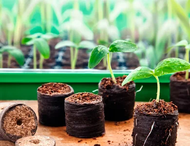 Benefícios do desumidificador no seu cultivo