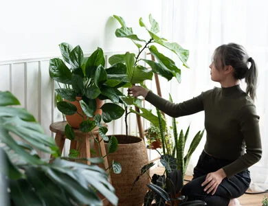 Como o umidificador pode ajudar suas plantas