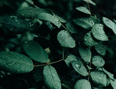 Quais os meses mais úmidos do ano?